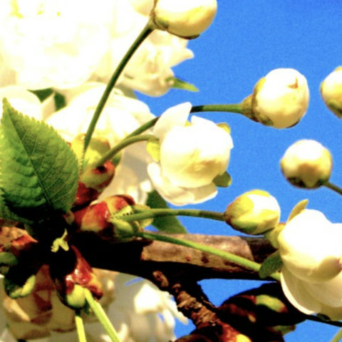"a photo of white spring buds"
